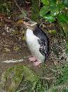 NZ02-Dec-11-19-52-41 * Yellow Eyed Penguin, Oamaru. * 1488 x 1984 * (571KB)